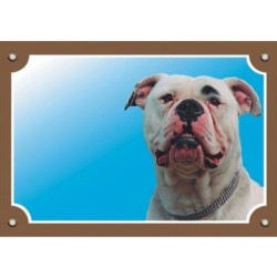 Barevná cedulka Pozor pes, Americký buldok