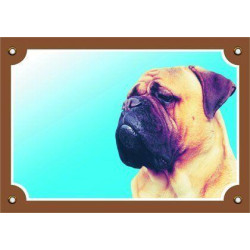 Barevná cedulka Pozor pes, Bullmastif