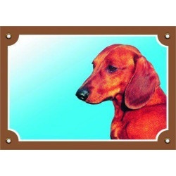 Barevná cedulka Pozor pes, Jezevčík hladkosrstý