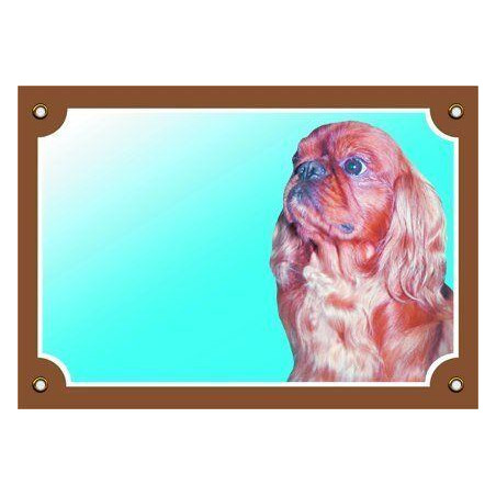 Barevná cedulka Pozor pes, Kavalír King Charles