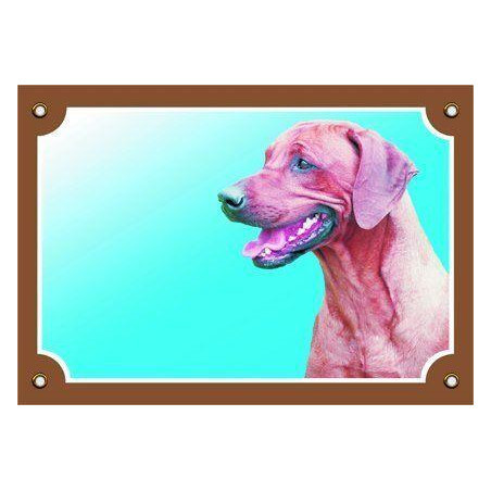 Barevná cedulka Pozor pes, Rhodéský ridgeback