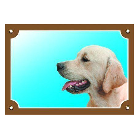 Barevná cedulka Pozor pes, Zlatý retriever